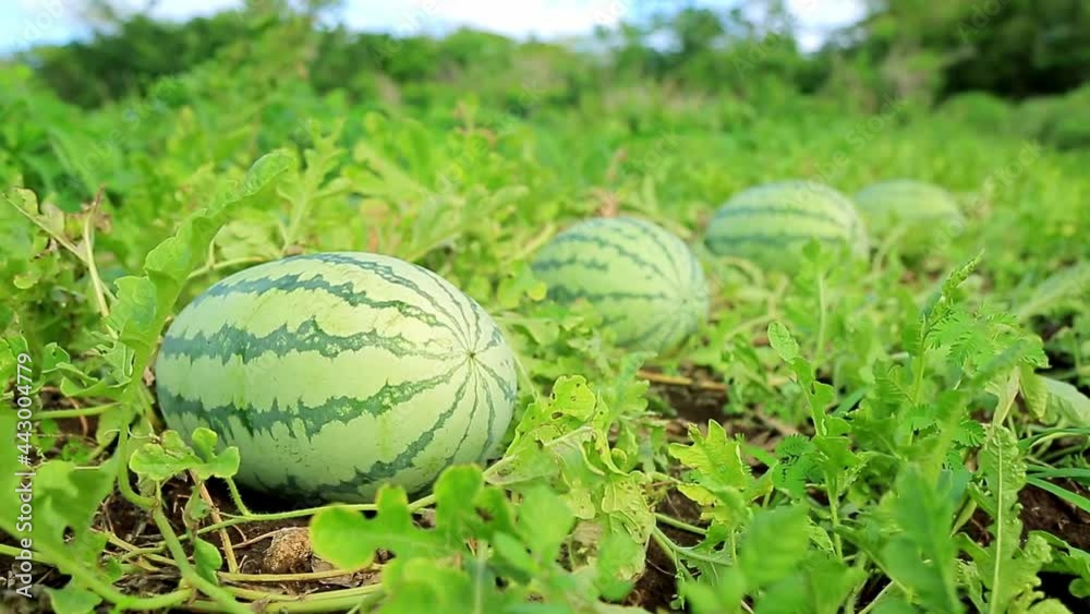 Close-up of a large ripe watermelon in the field, great fruit for summer Close-up of a large ripe watermelon in the field, great fruit for summer
