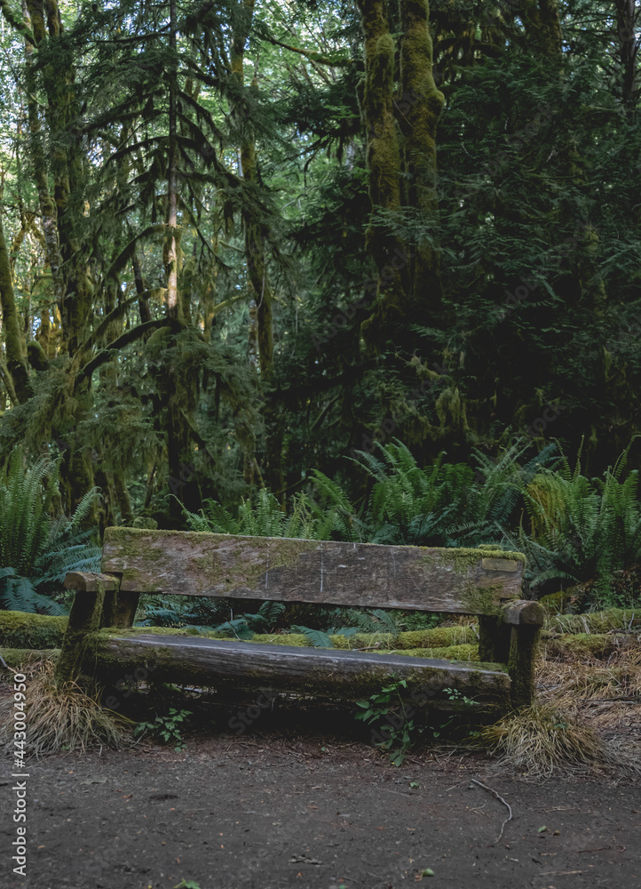 Moss-covered Rustic Wooden Thinking Bench in a Forest