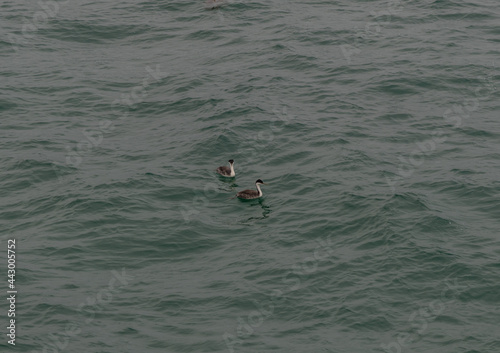 Two Clark's grebes floating on the surface or Pacific ocean in Hermosa Beach, Southern California