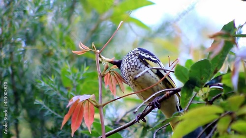 A Regent Honeyeater is looking for nectar from flowers on a branch photo