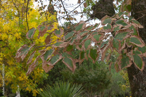 Dry leaves in thr garden.