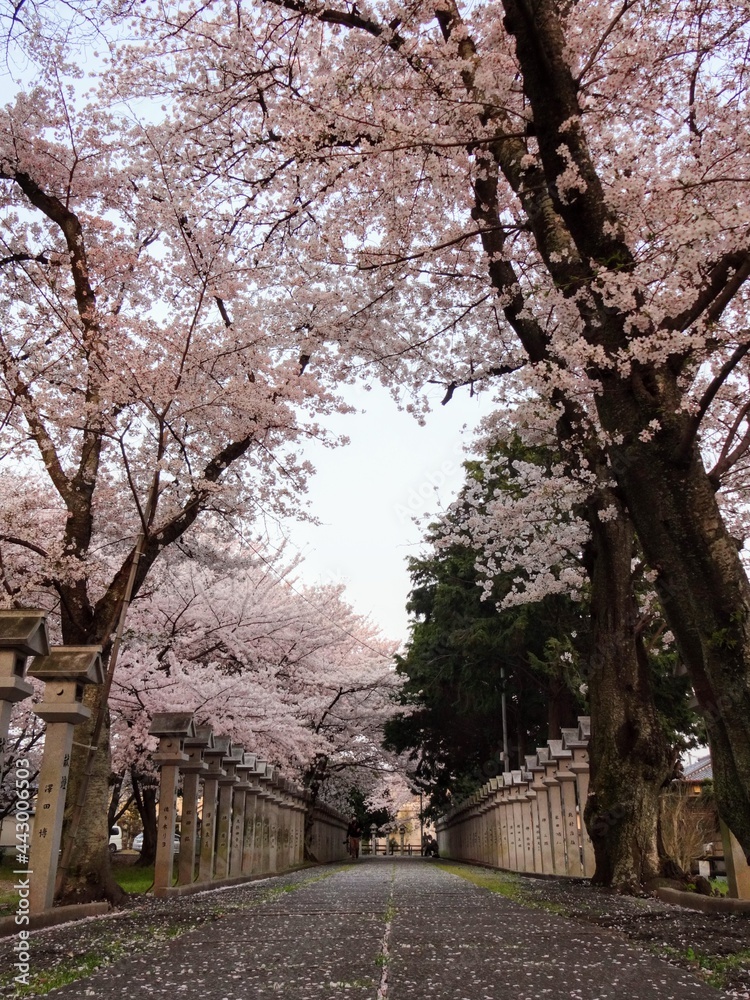 桜並木 桜並木