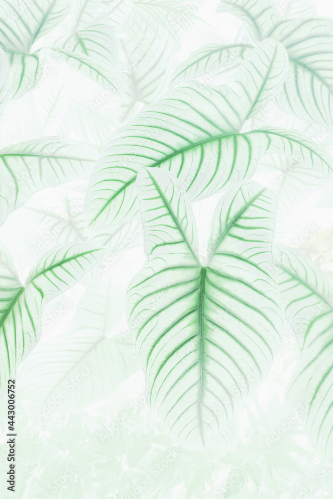 Art of the beautiful green leaf close up use for abstract image for background.