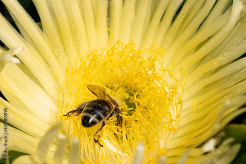 Pszczoła zbiera pyłek kwiatowy