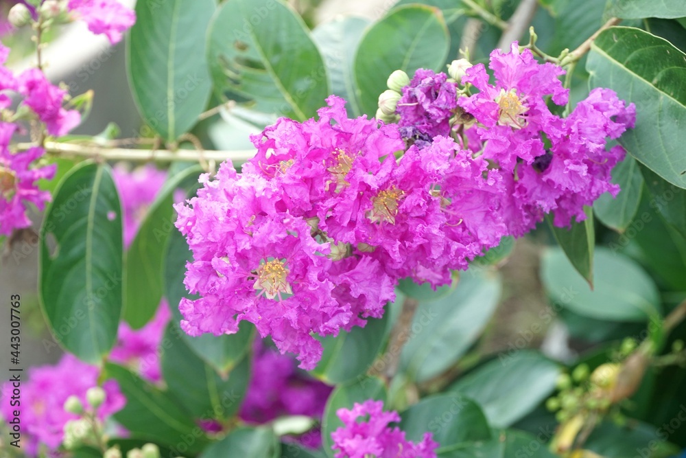 Lagerstroemia speciosa flower in nature garden Lagerstroemia speciosa flower in nature garden