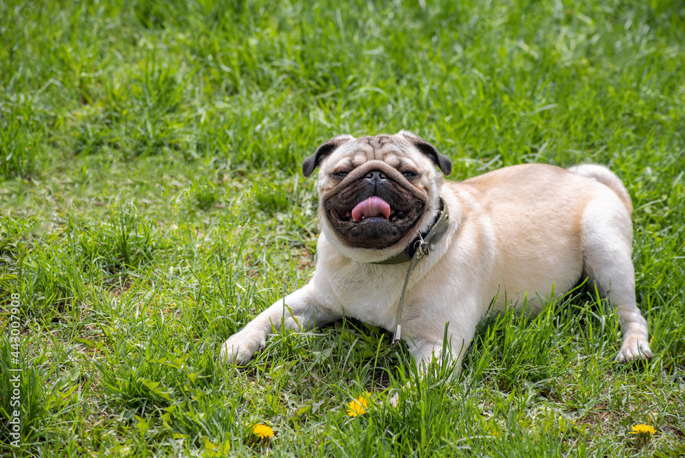 a cheerful, happy pet pug lies on a green meadow close-up