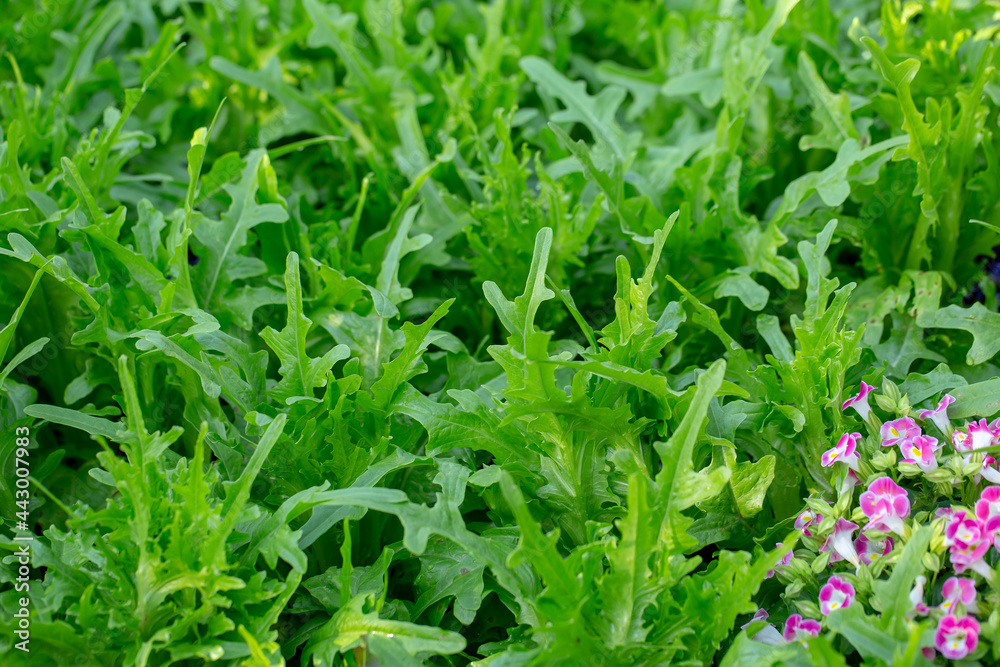 Fresh lettuce leaves, Salads vegetable hydroponics farm Fresh lettuce leaves, Salads vegetable hydroponics farm