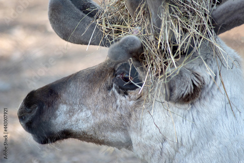 portrait of a reindeer in close-up photo