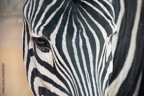 portrait of a black and white zebra  close-up of the eye
