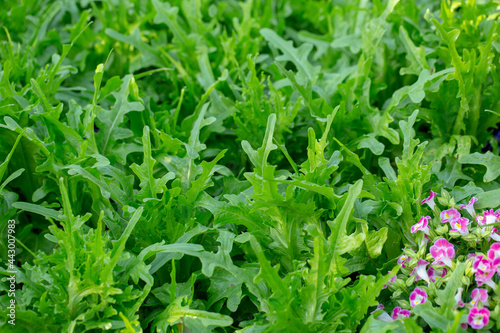 Fresh lettuce leaves, Salads vegetable hydroponics farm