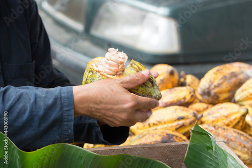 Fresh cocoa beans in the hand of a farmer