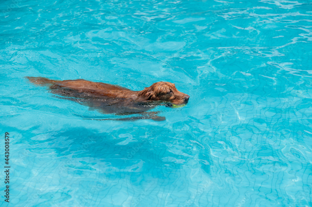 Obraz premium Golden Retriever swimming in the pool