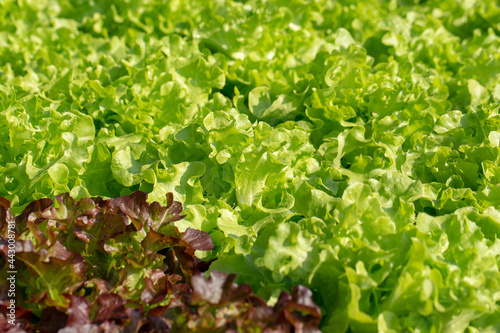 Fresh Green Oak lettuce leaves, Salads vegetable hydroponics farm