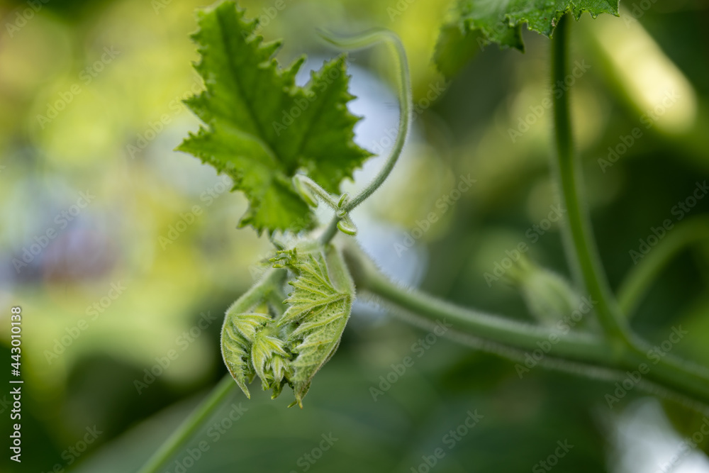 Pumpkin top vines in the backyard kitchen garden. Cook vegetarian food for people who practice dharma. Pumpkin top vines in the backyard kitchen garden. Cook vegetarian food for people who practice dharma.
