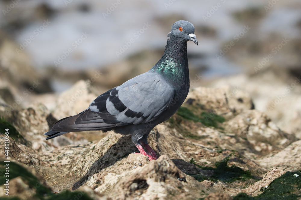 pigeon on the beach pigeon on the beach