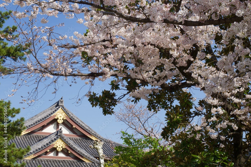 西新井大師の春 満開の桜の季節 西新井大師の春 満開の桜の季節