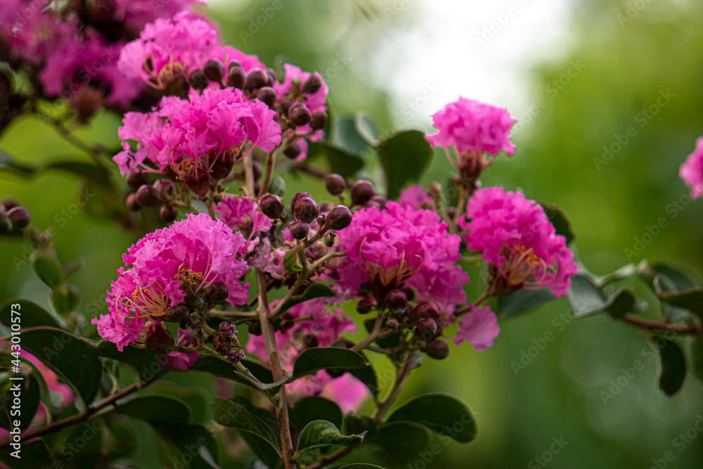 lagerstroemia indica Pink flowers bloom into beautiful groups. On the tree with blurred of nature background green color.