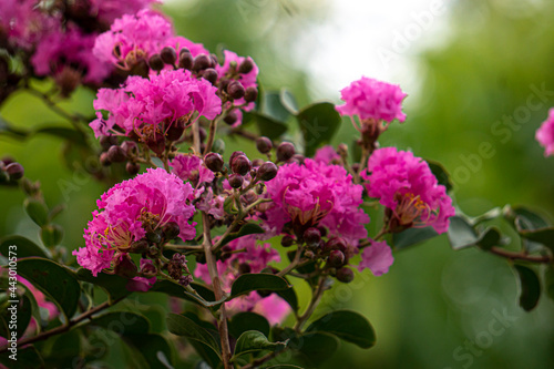 lagerstroemia indica Pink flowers bloom into beautiful groups. On the tree with blurred of nature background green color.