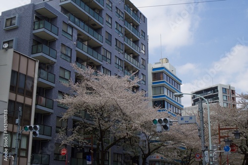 中野区新井薬師の満開の桜 ソメイヨシノ