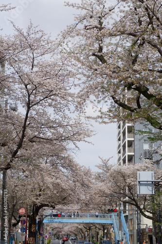 中野区新井薬師の満開の桜 ソメイヨシノ