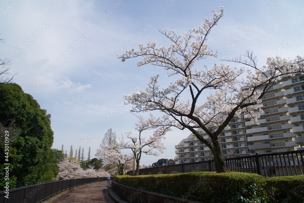 中野哲学堂公園の満開の桜
ソメイヨシノ