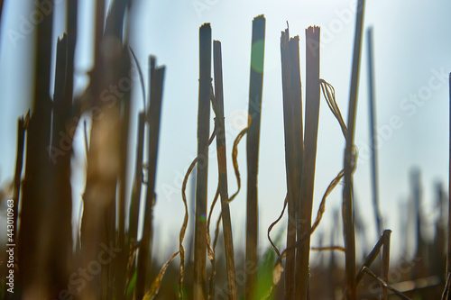 Close-up of old grass left over from a lawn mower