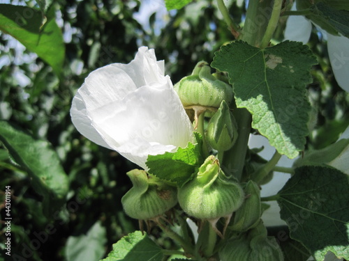 White hollyhock flowers photo