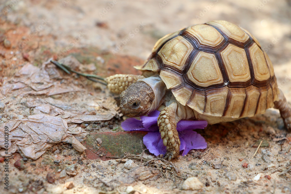 Obraz premium African Sulcata Tortoise Natural Habitat,Close up African spurred tortoise resting in the garden, Slow life ,Africa spurred tortoise sunbathe on ground with his protective shell ,Beautiful Tortoise