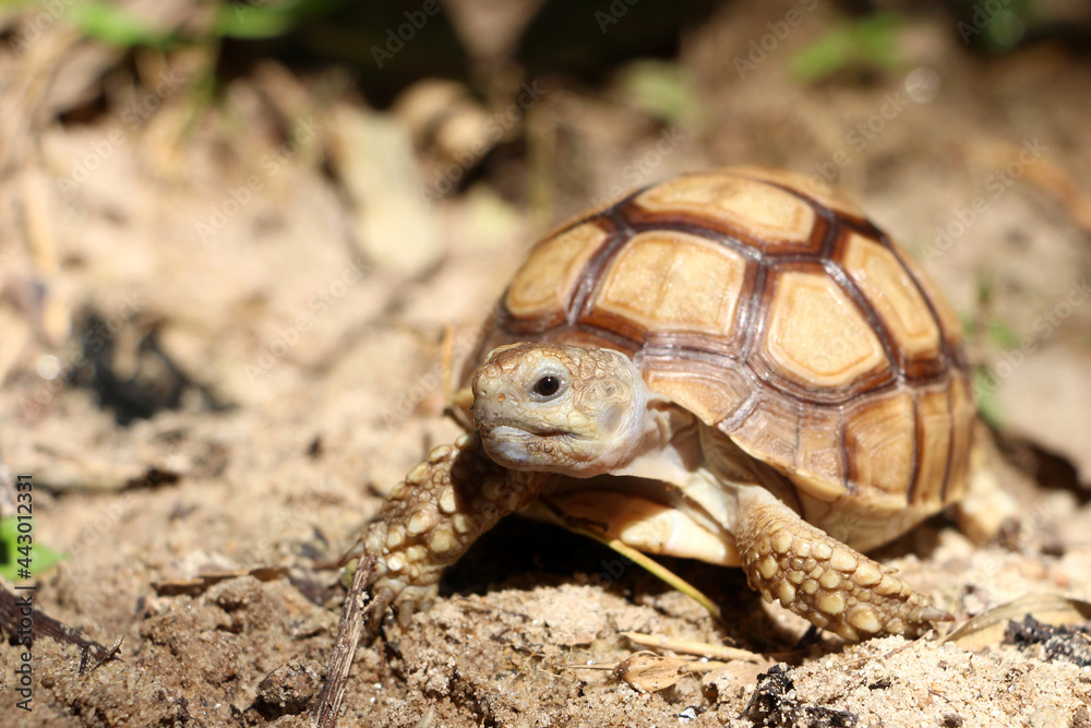 African Sulcata Tortoise Natural Habitat,Close up African spurred tortoise resting in the garden, Slow life ,Africa spurred tortoise sunbathe on ground with his protective shell ,Beautiful Tortoise African Sulcata Tortoise Natural Habitat,Close up African spurred tortoise resting in the garden, Slow life ,Africa spurred tortoise sunbathe on ground with his protective shell ,Beautiful Tortoise
