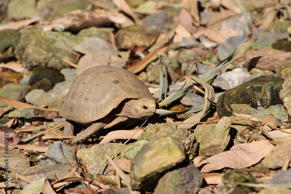 Naklejka premium Elongated tortoise in the nature, Indotestudo elongata ,Tortoise sunbathe on ground with his protective shell ,Tortoise from Southeast Asia and parts of South Asia ,High yellow Tortoise
