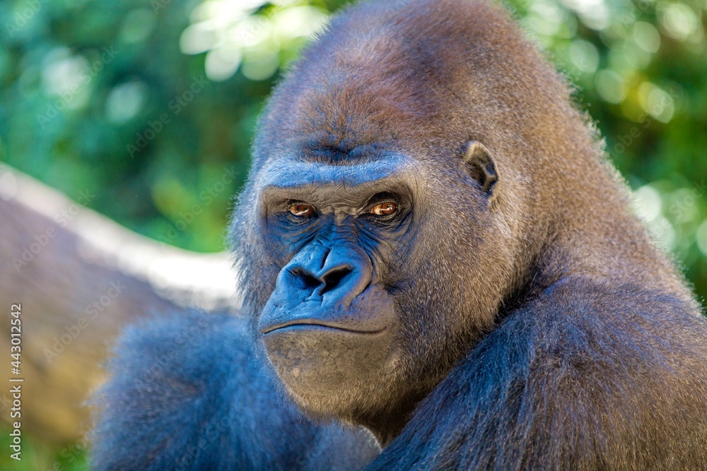 Obraz premium Gorilla 