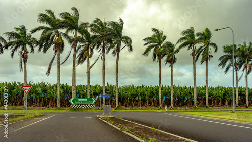 Banana plantation along the Bruce Hwy in the Northern Queensland photo