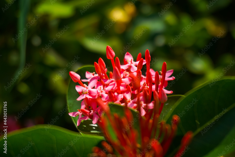 a bunch of red flowers and leaves a bunch of red flowers and leaves