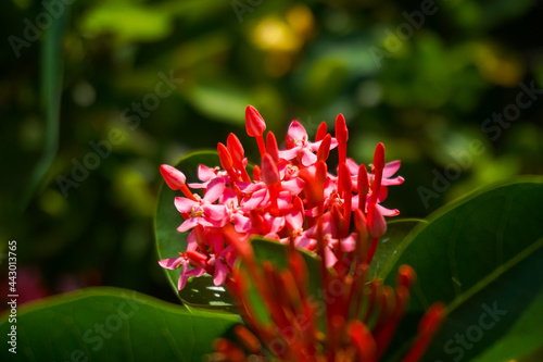 a bunch of red flowers and leaves