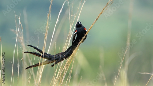 Male Long-tailed Widowbird (Euplectes progne) in breeding plumage perched on a reed at Rietvlei Dam Nature Reserve, Pretoria, South Africa photo