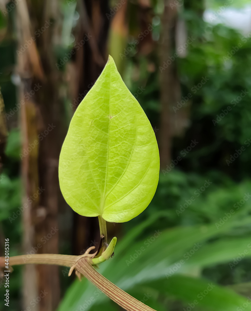 leaf with water drops leaf with water drops