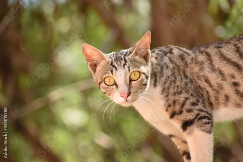 Wallpaper Mural portrait of a cat Torontodigital.ca
