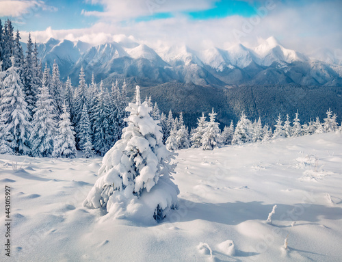 Bright winter scene of mountain valley with fir trees covered by fresh snow. Bright morning view of Carpathian mountains. Sunny winter scene of highest summit in Ukraine - Hoverla.