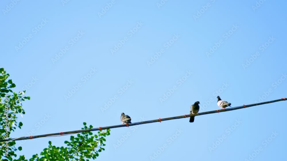 With a blue background, a few pigeons flying away from electrical wires. With a blue background, a few pigeons flying away from electrical wires.