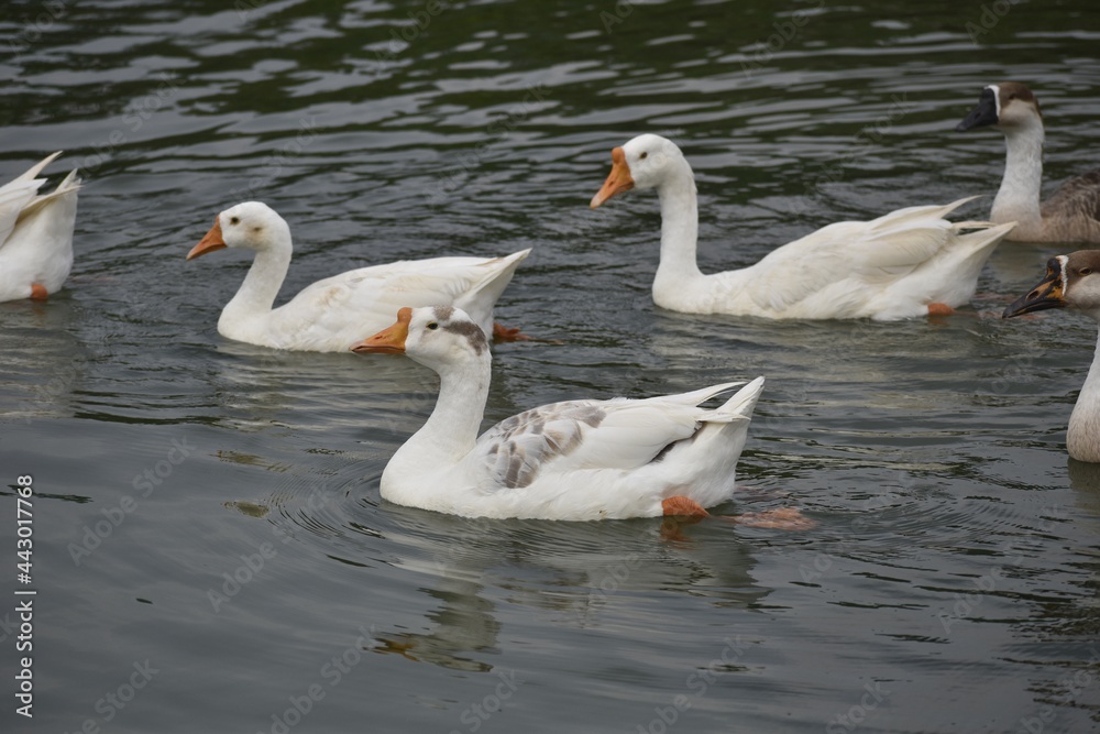 swans on the lake swans on the lake
