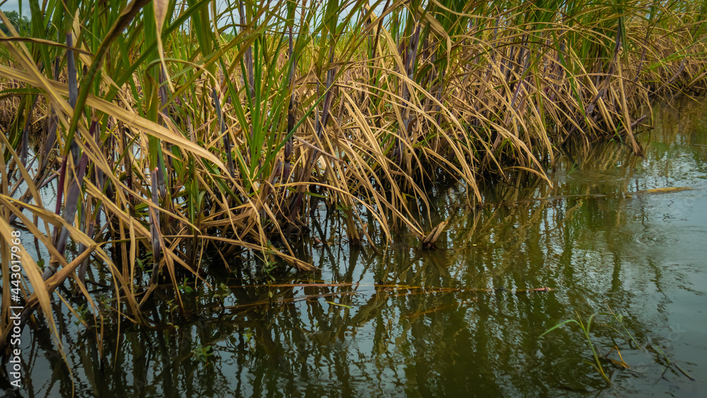 the state of the sugar cane fields when suddenly flooded the state of the sugar cane fields when suddenly flooded