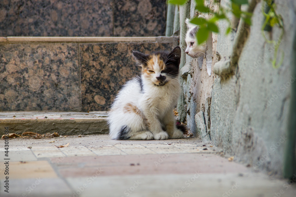 Two cute little kittens outside the house near basement