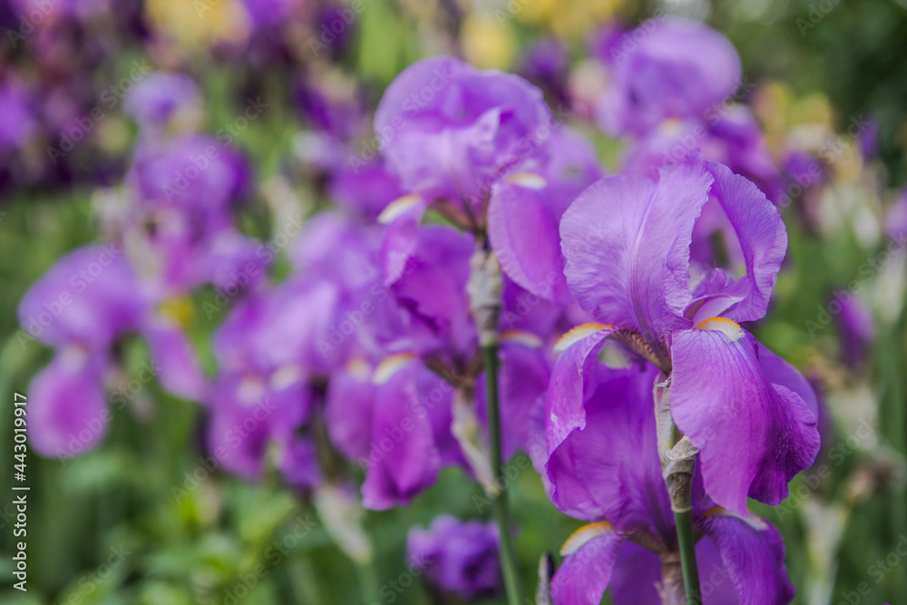 Germanica iris close-up in the garden. Atmospheric spring floral background. Solar banner with copy space. Delicate delicate irises flower beds and parks.