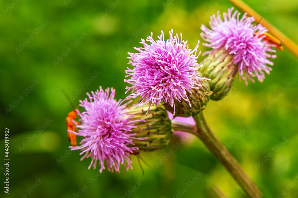 Pink burdock flower on defocused nature background Pink burdock flower on defocused nature background