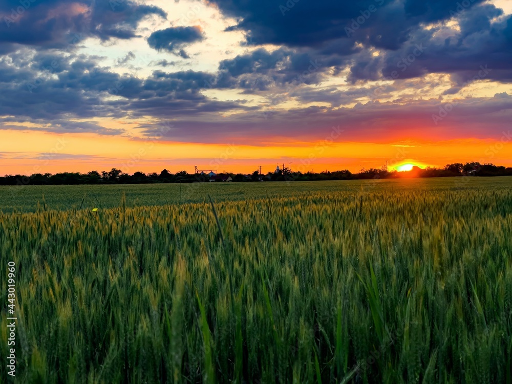 Sunset over fields of green wheat