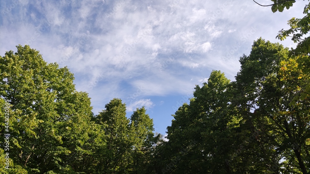 Chiome degli alberi e cielo in una giornata di luglio Chiome degli alberi e cielo in una giornata di luglio