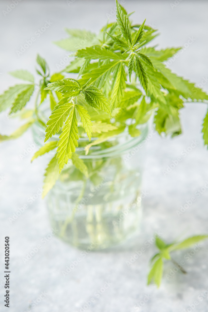 Medicinal hemp leaves in a glass dropper bottle with CBD hemp. Medical cannabis concept Medicinal hemp leaves in a glass dropper bottle with CBD hemp. Medical cannabis concept