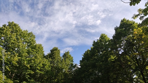 Chiome degli alberi e cielo in una giornata di luglio