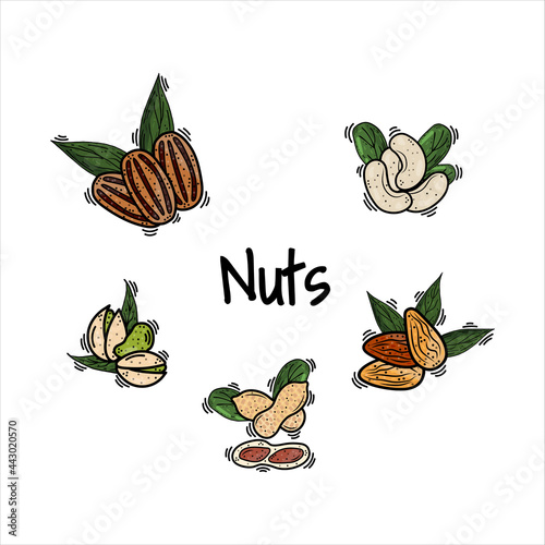 Set of nuts with leaves. Set of cashews, pecans, peanuts, almonds, pistachios vector doodle illustration, hand drawing, sketch. For labels, emblems of packaging farm products. Keto diet, vegetarian.