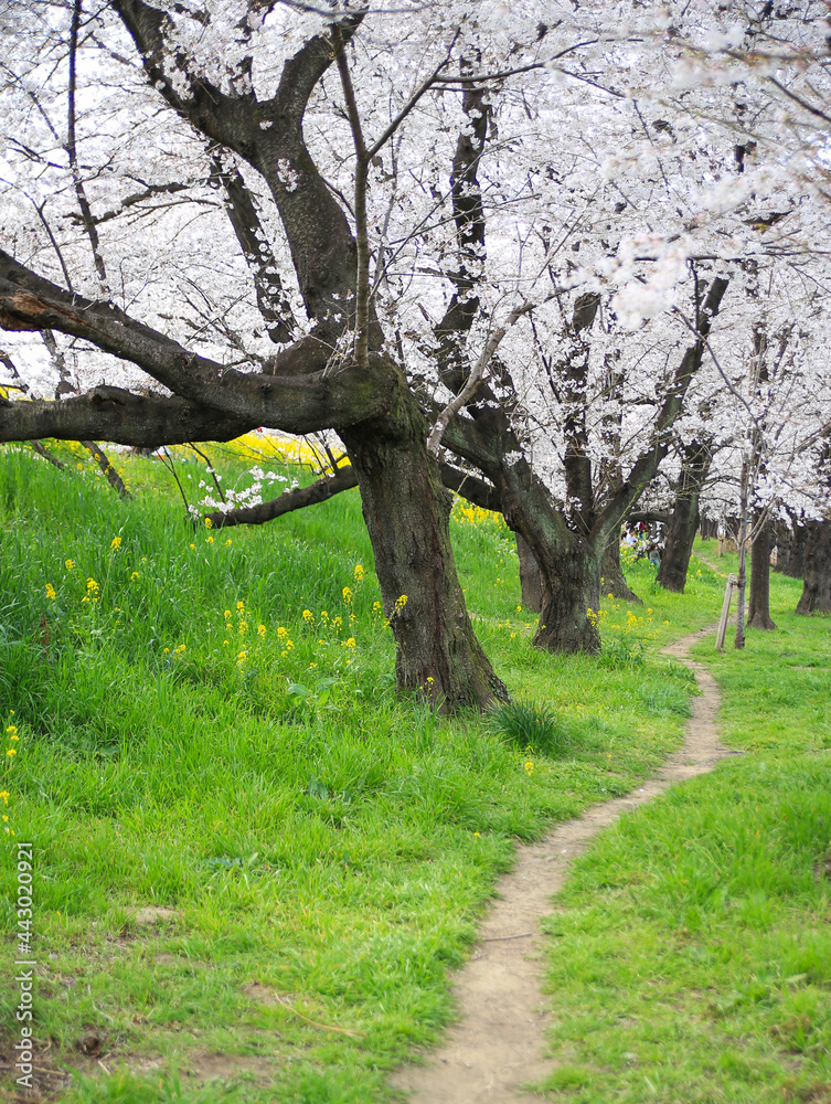 Obraz premium 熊谷桜堤の桜